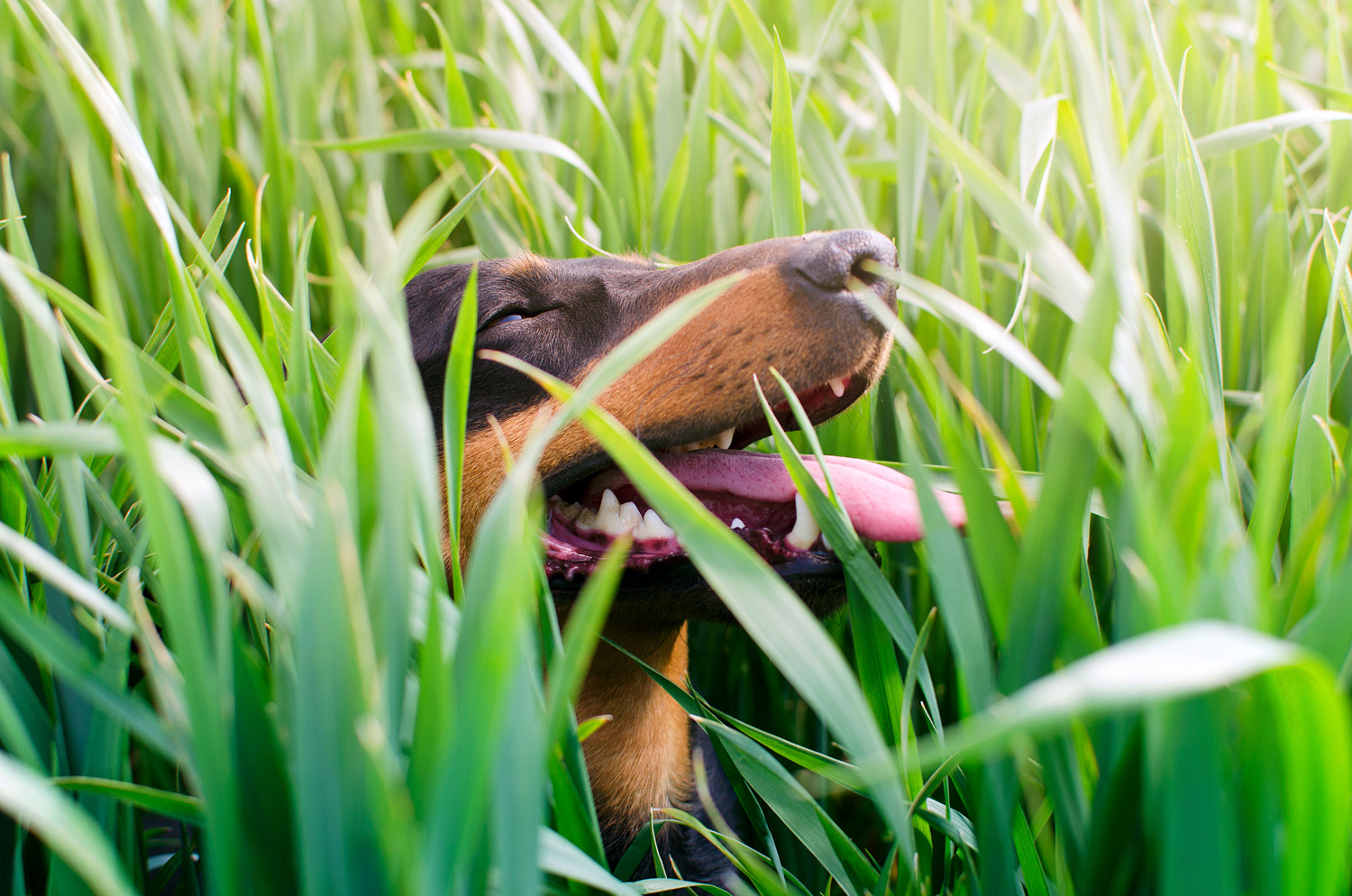 dog-playing-outdoor-grass-with-big-smile-his-face-small